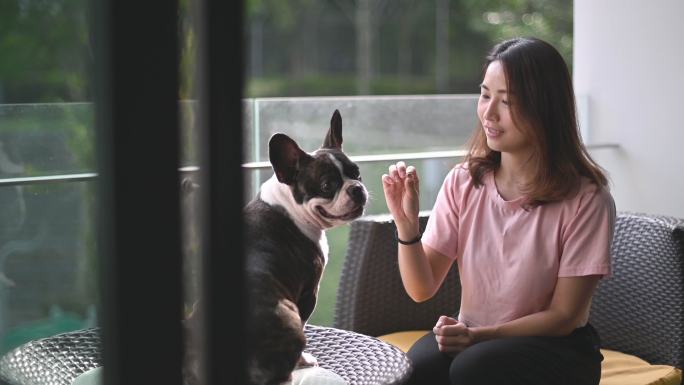 一位亚裔中国美女宠物主人在阳台上用treat训练她的法国斗牛犬