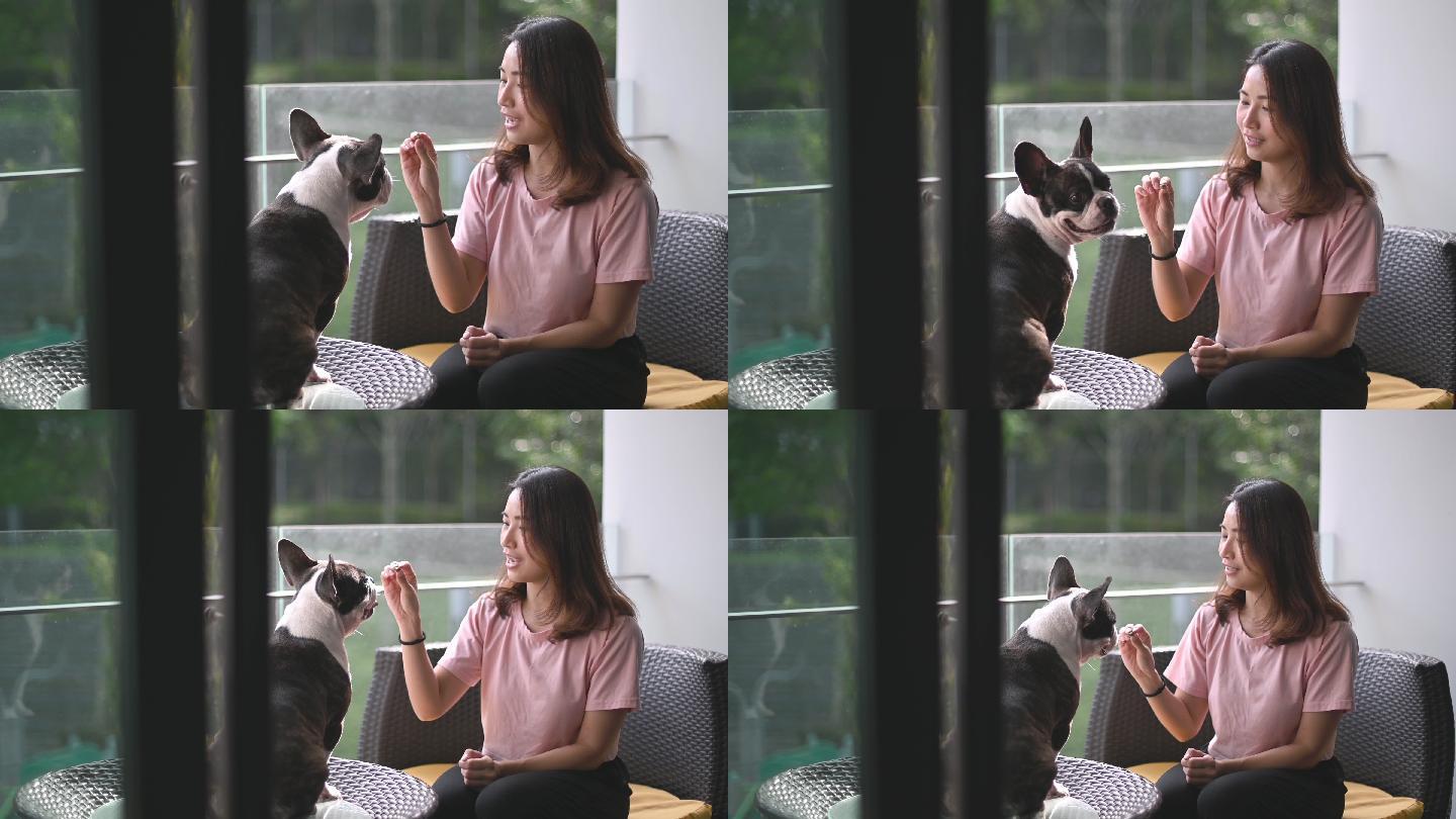 一位亚裔中国美女宠物主人在阳台上用treat训练她的法国斗牛犬