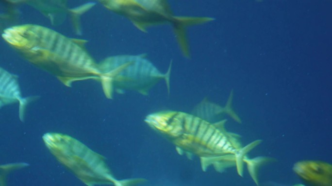 【镜头合集】大自然水世界生态平衡海洋鱼类