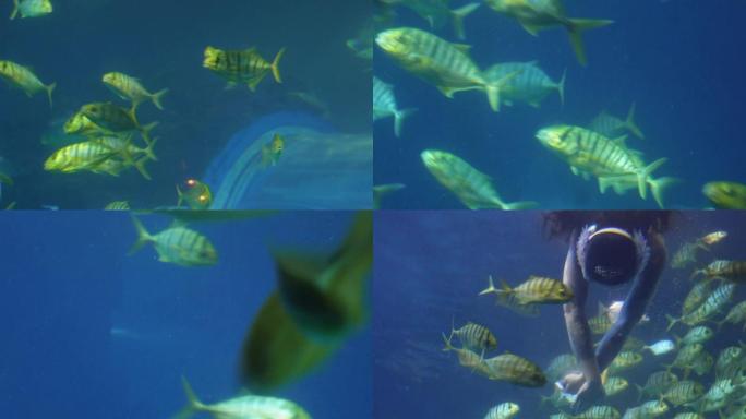 【镜头合集】大自然水世界生态平衡海洋鱼类