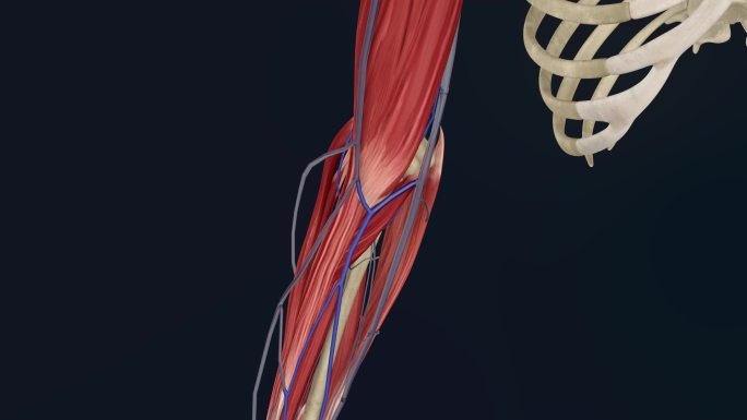 前臂正中静脉3D动画