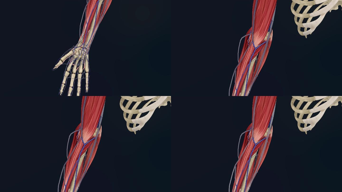 前臂正中静脉3D动画