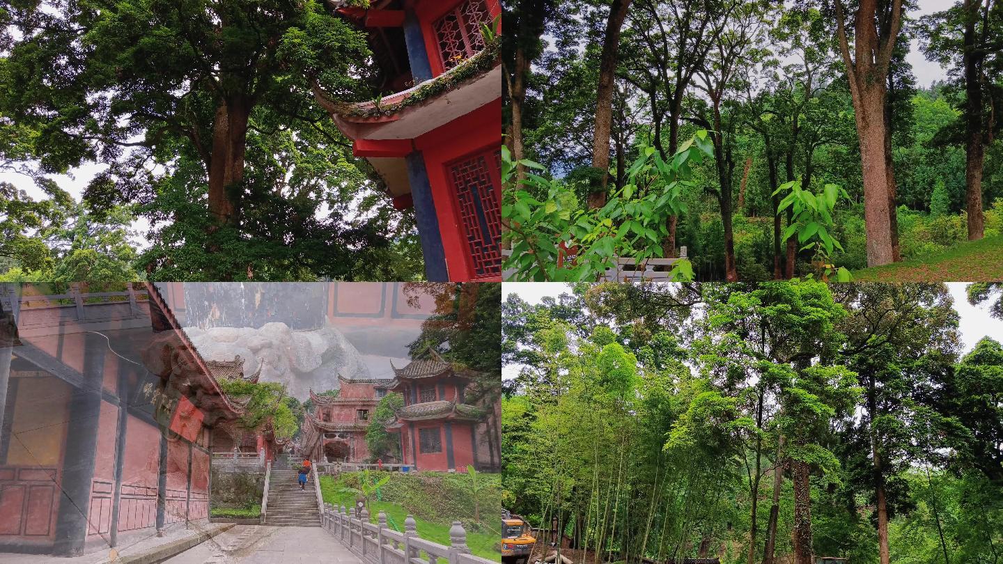 云峰寺院天王殿周边桢楠树林景观打卡圣地