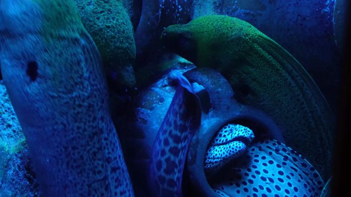 【镜头合集】恐怖深海海鳗危险神秘