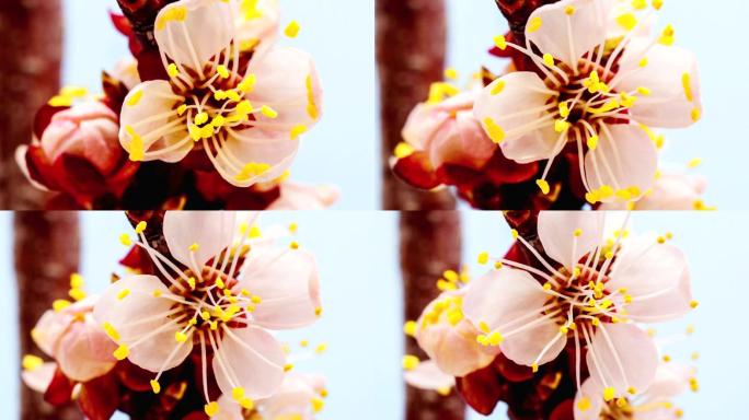 在一部延时电影中，杏花在蓝色背景下绽放。随着时间推移，杏树在移动中生长。