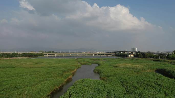 青岛城阳白沙河芦苇荡