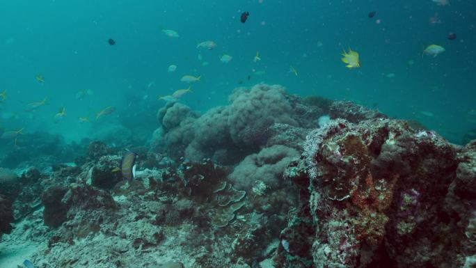 泰国水下珊瑚礁上的蓝环天使鱼