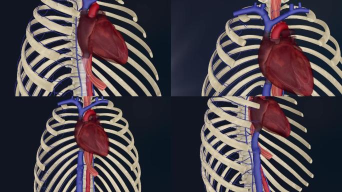 奇静脉3D动画/人体三维动画