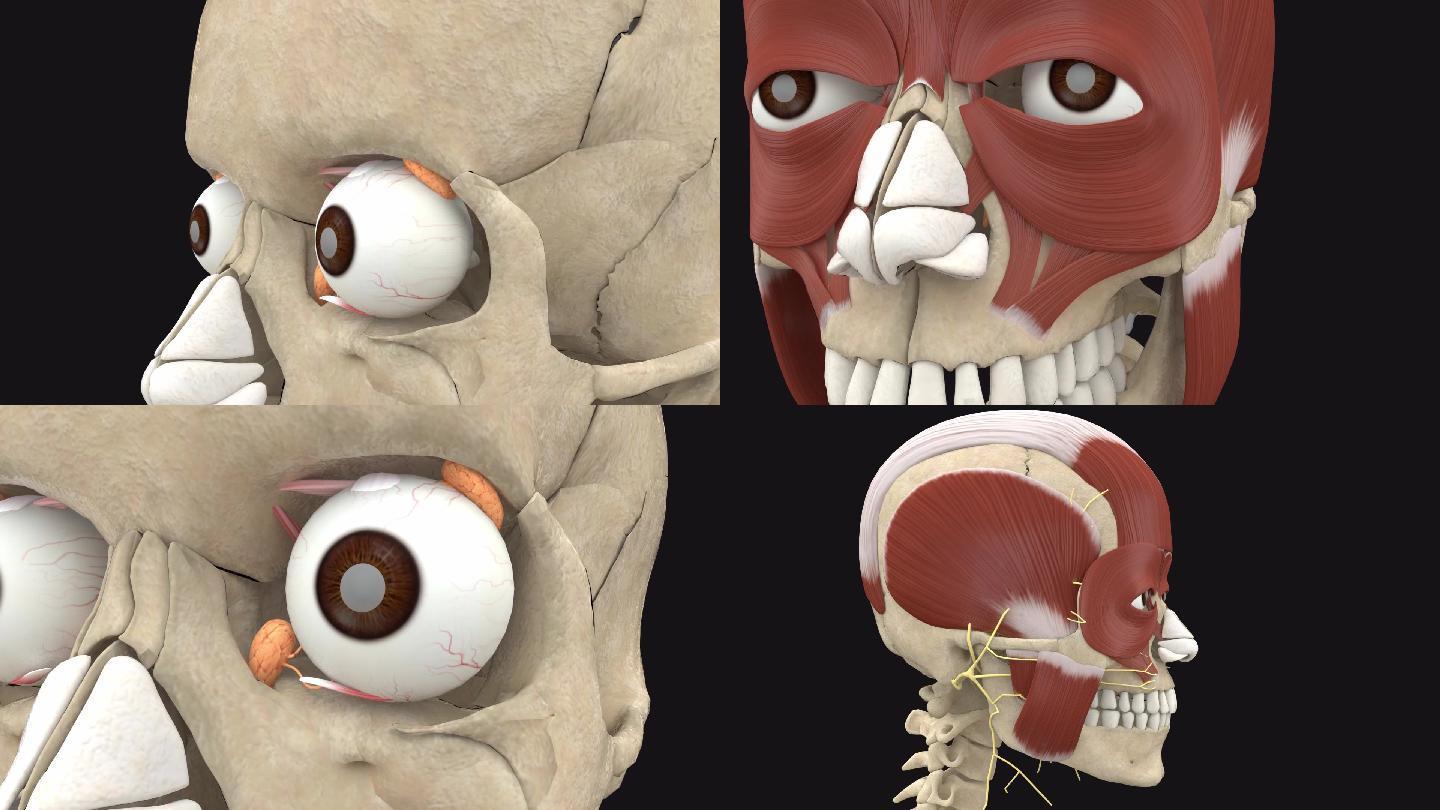 眼轮匝肌3D动画