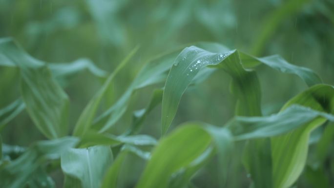 4K雨中的禾苗玉米苗