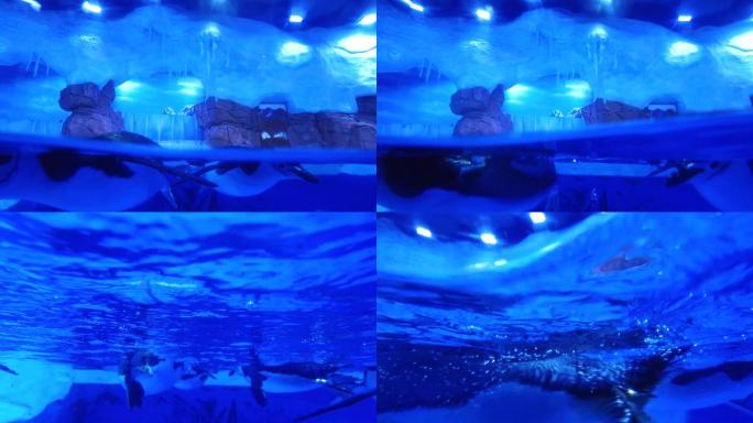 企鹅游泳南极企鹅海洋公园海洋馆1
