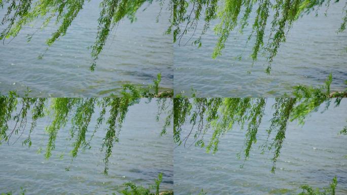 4k湖面水边柳树柳叶柳枝柳条唯美空境春风