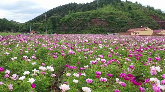 航拍花海