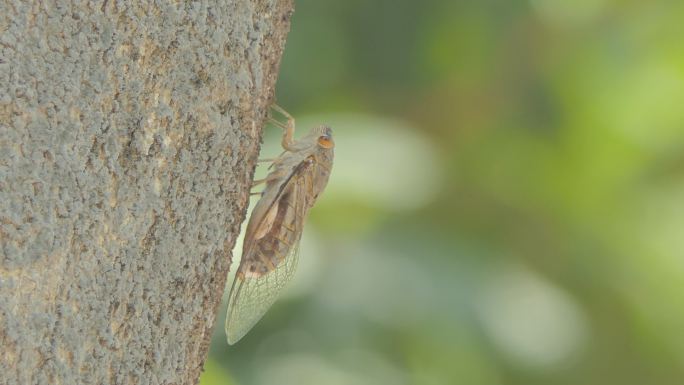 蝉在繁殖季节活动翅膀。