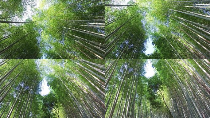 京都绿竹林竹园树林