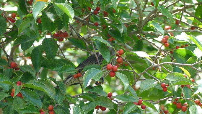 亚洲有光泽的椋鸟喜欢吃榕树的果实