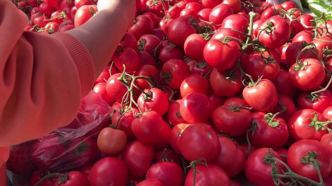 【镜头合集】赶大集购买西红柿番茄圣女果