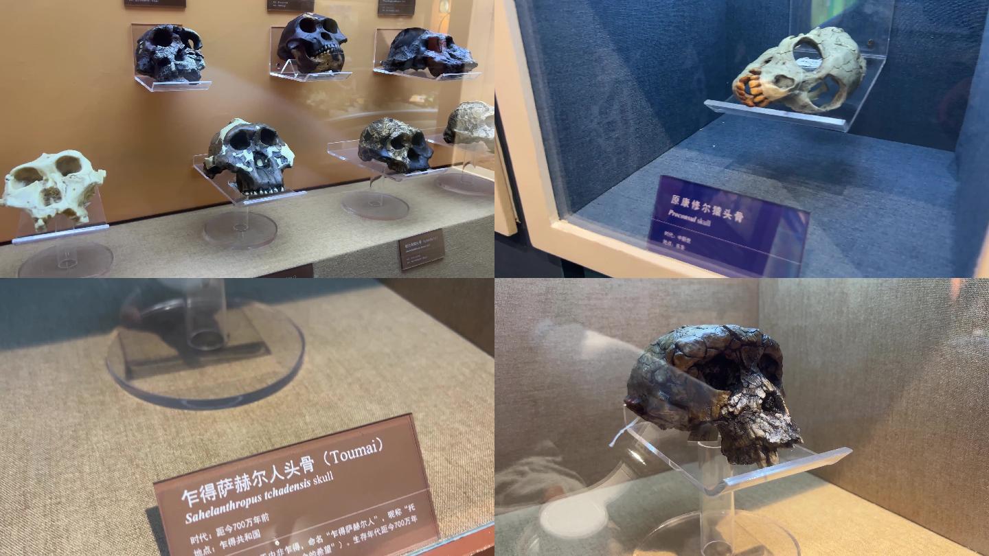 【镜头合集】古人类原始人头骨化石骷髅