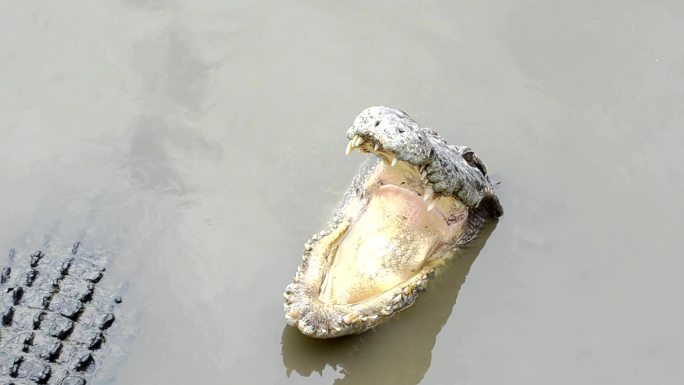 拍摄白天漂浮在河里寻找食物的大型鳄鱼的视频照片