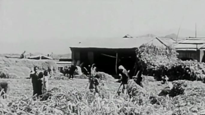 50年代 农村 农民 种地
