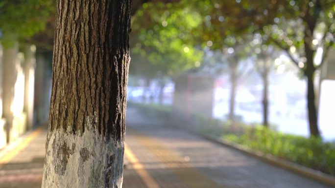 清晨 阳光 丁达尔 街道 夏天