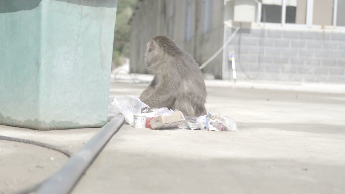 福州永泰景区捡垃圾的猴子