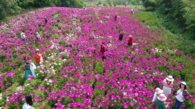 芍药花海中的游客