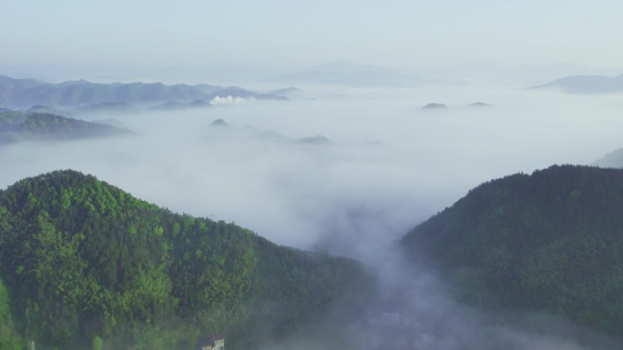 4K湖南益阳安化日出晨雾茶山航拍