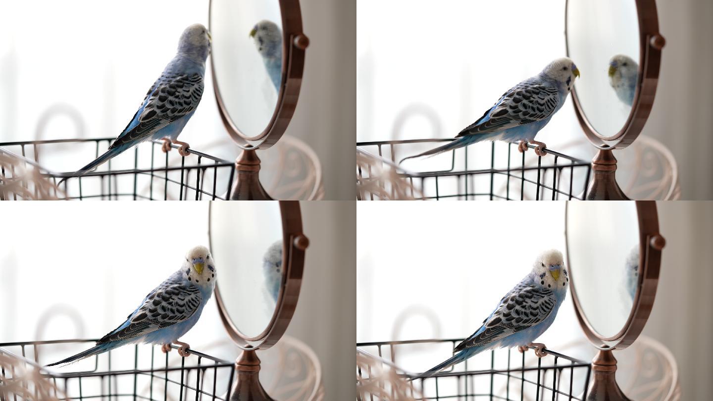 蓝色雄性鹦鹉照镜子-长尾鹦鹉/鹦鹉
