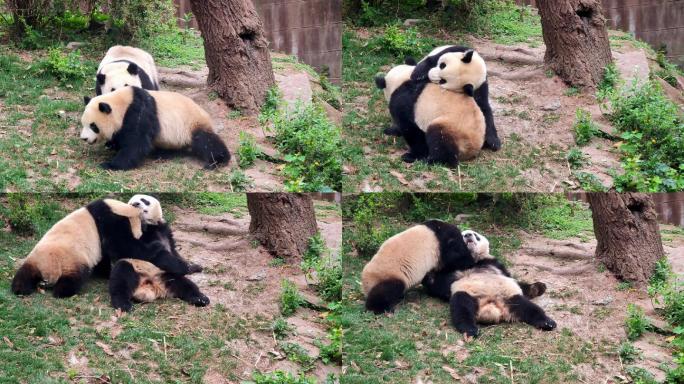 四川成都大熊猫繁育研究基地大熊猫嬉戏打闹