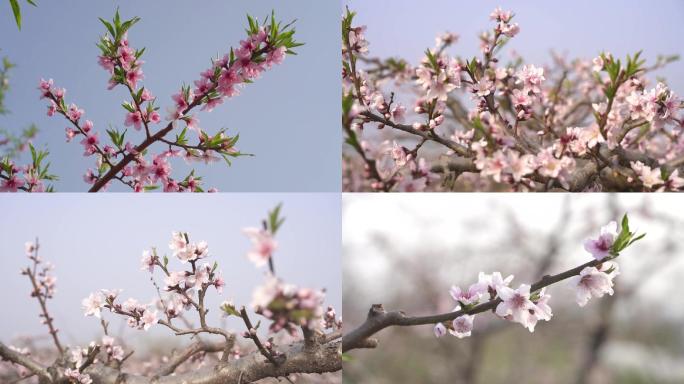 桃花开放素材，特写。