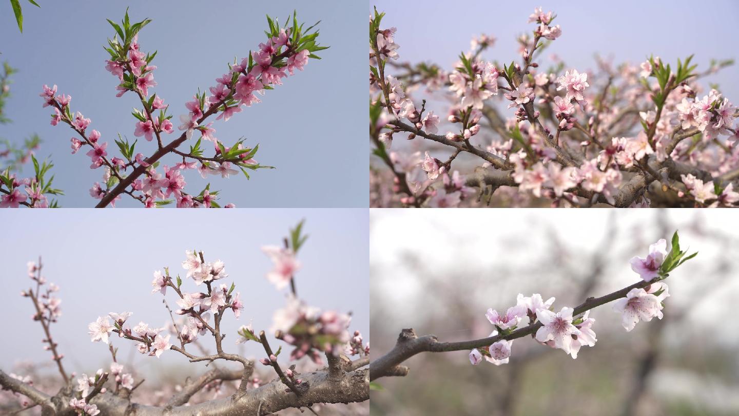 桃花开放素材，特写。