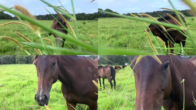 马走过去拍了拍马儿骏马吃草生态环境大自然