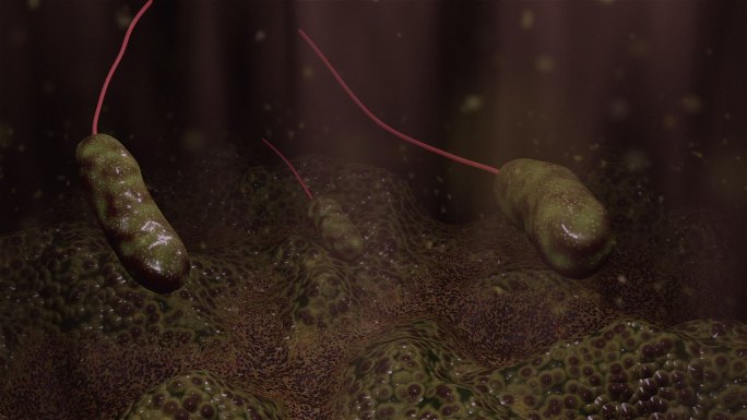细菌三维动画医疗动画医学动画