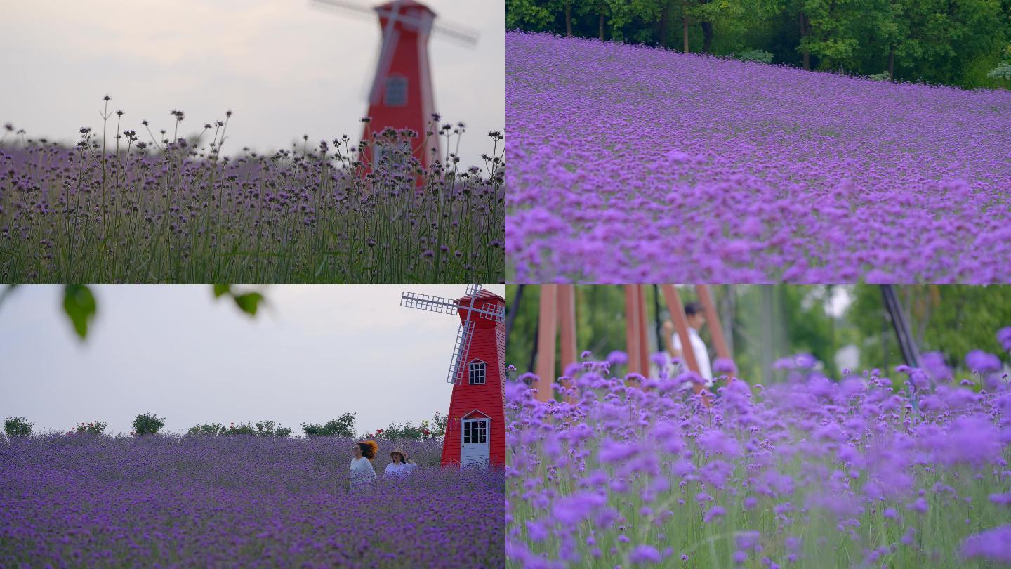 4K紫色马鞭草花海素材