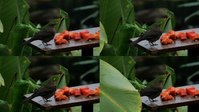 鸟食器系列：哥斯达黎加粘土色画眉