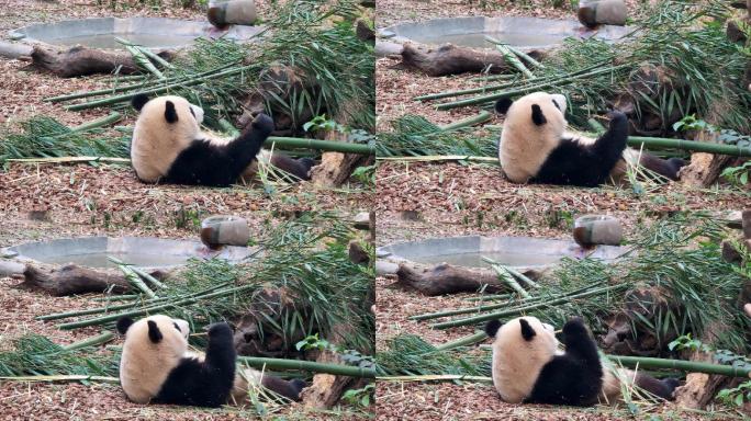 成都大熊猫繁育研究基地躺着吃竹子的熊猫