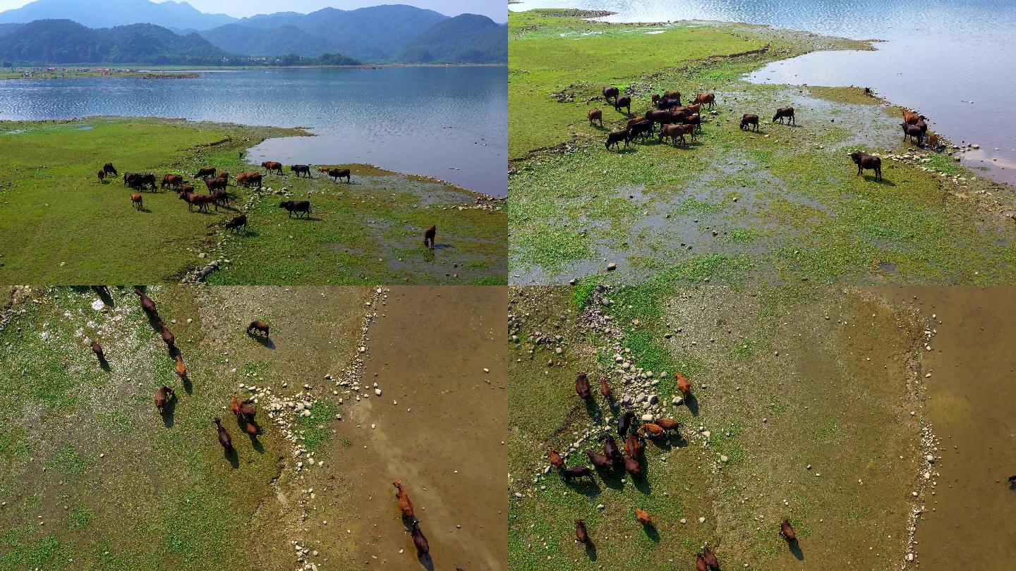 西藏耗牛航拍视频素材