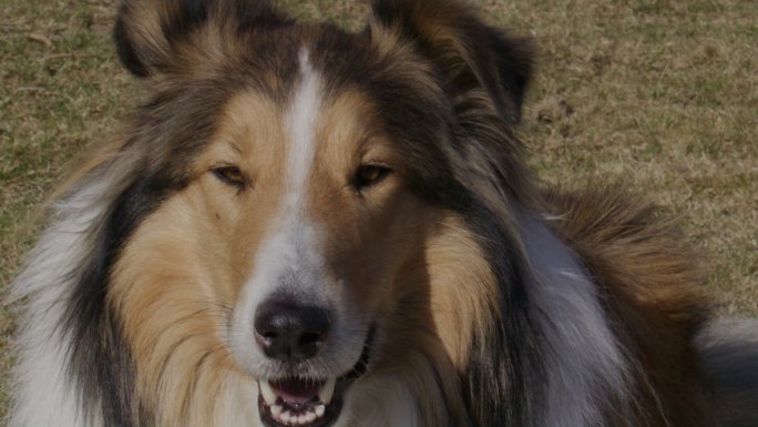 一只粗糙的牧羊犬（苏格兰牧羊犬）躺着的特写镜头（慢镜头）