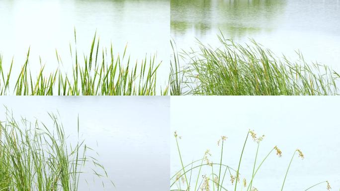 江南初夏雨天河边菖蒲绿植空镜