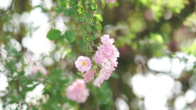 微风阳光蔷薇花墙