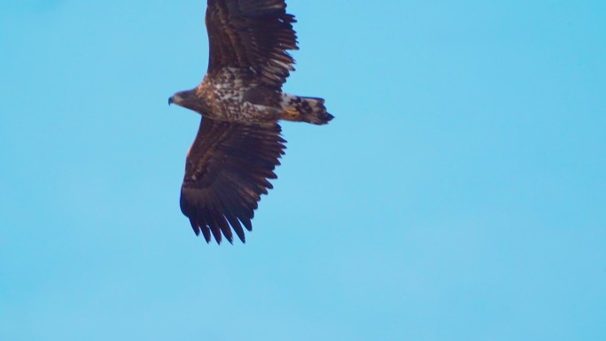 在一个阳光明媚的冬日，白尾海雕（Haliaeetus albicilla）在天空中翱翔。