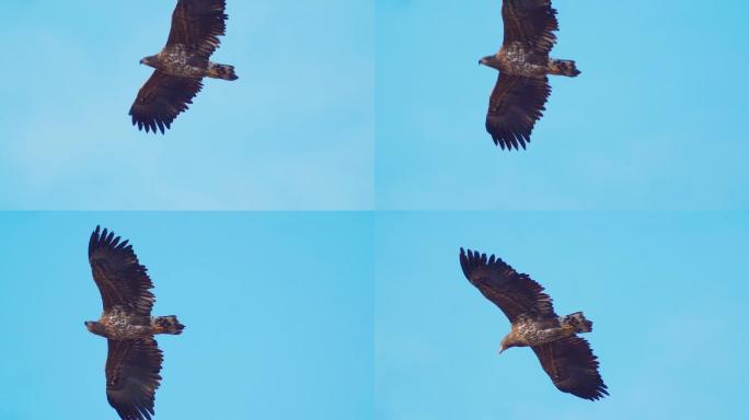 在一个阳光明媚的冬日，白尾海雕（Haliaeetus albicilla）在天空中翱翔。