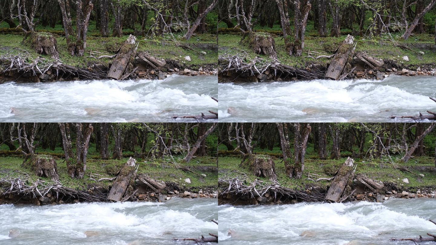 原始森林里的湍急河流