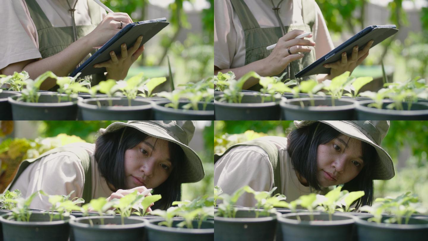 女园丁用平板电脑检查农场的植物。