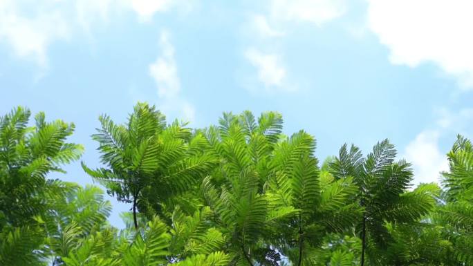 夏日阳光树林公园植物视频素材