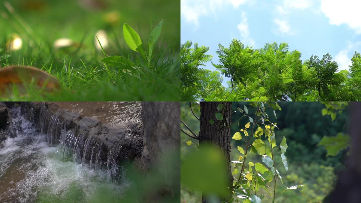 夏日阳光树林公园植物视频素材