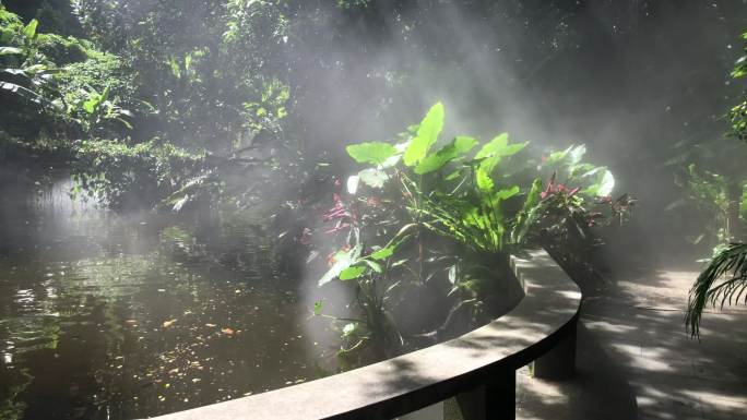 池塘荷叶 雾气 养护 循环生态 干眼治疗