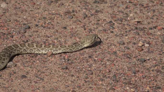 西部或草原响尾蛇滑翔科罗拉多州沃特顿峡谷Littleton