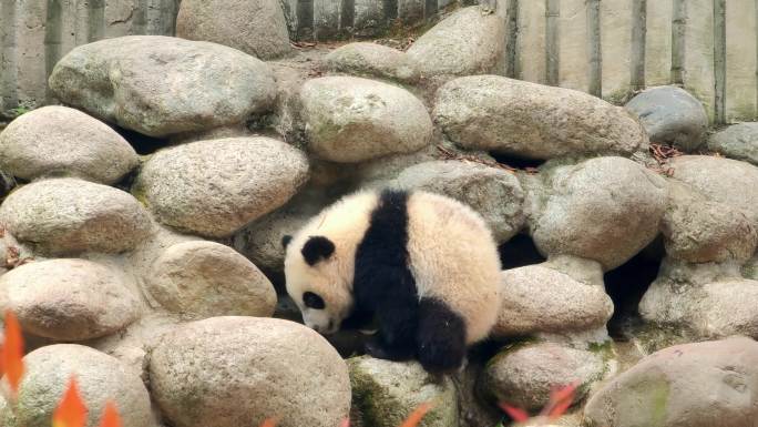 四川成都大熊猫繁育研究基地学步的小熊猫